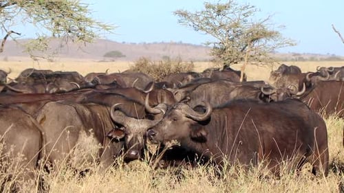 Close Up View of a Huge Herd of Water Buffalo in Serengeti National Park in Africa