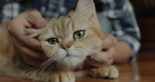 Close up hand of human playing with adorable cat.