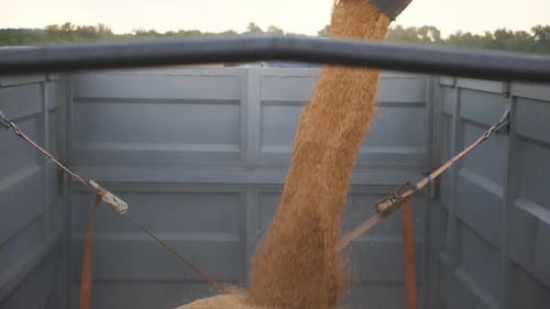 Combine Loading Wheat Grains in Truck at Evening