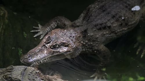 American Alligator Crocodile in the River