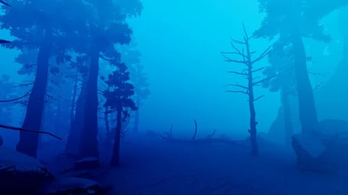 Spruce Winter Forest