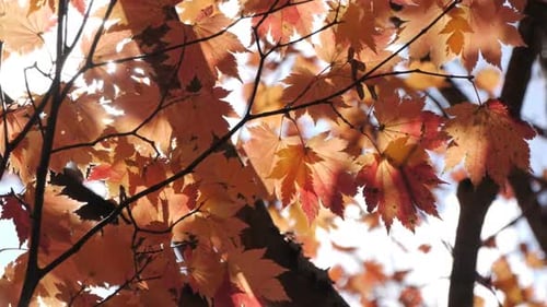 Autumn Maple Leaves