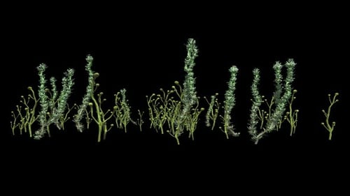 Animated Underwater Plants Swaying Transparent Alpha Loop