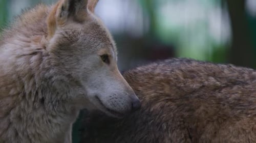 Portrait of a Grey Wolf Canis Lupus in Summer Forest