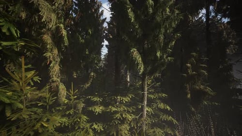 Spruce Forest at Summer Day