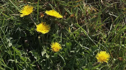 700258 Löwenzahn, Taraxacum officinale, blühend, öffnet sich auf einer Wiese, Zeitraffer