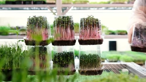 Closeup of Microgreens Being Packaged in Shipping Containers