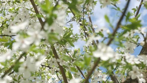 Blüten von weißen Kirschblüten und schnellen Wolken
