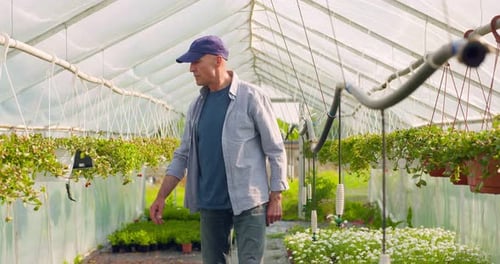 Confident Male Gardener Examining Potted Flower Plant