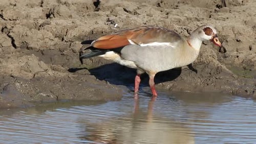 Foraging Egyptian Goose