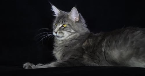 Blue Blotched Tabby Maine Coon Hauskatze, Weibchen, die vor schwarzem Hintergrund liegt, leckt