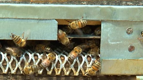 Swarm of bees