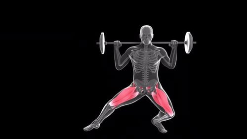 3D Human Anatomy Squats with Barbell Exercise and Muscle Highlight