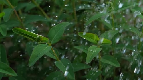 Green Plants in the Rain10