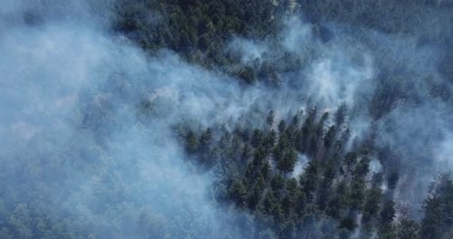 Ground Fire in Forest During Dry Season. Road Runs Through Burning Forests, Aerial View.