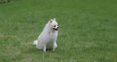 White pomeranian dog sit on the green lawn