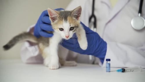 Kitten Examined by Vet in Hospital Clinic