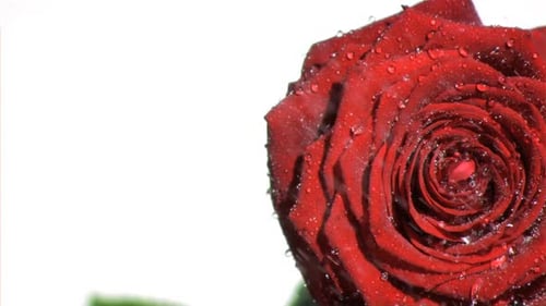Natural rose in super slow motion being watered