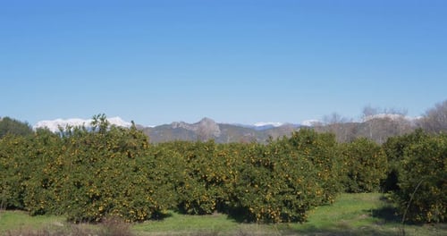 Orange Plantation with Ripe Oranges on Trees