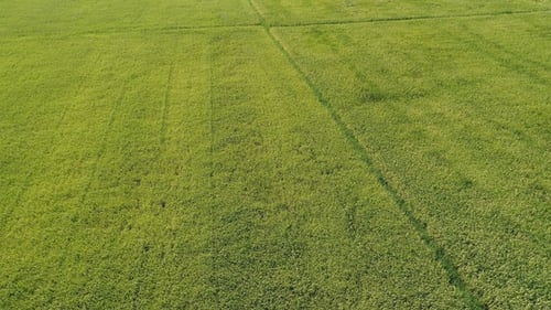 Rice Plant