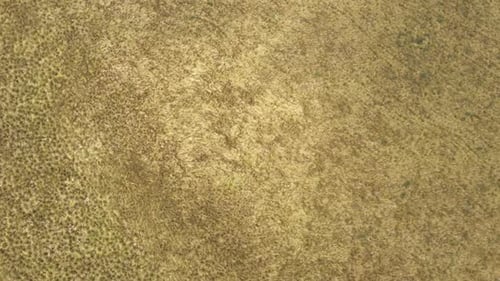 Bird eye view of high yellow grass that can be found at high altitudes in the andean mountains