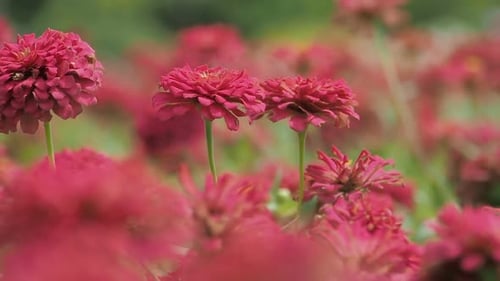 Field of Beautiful Pink Flowers Blooming