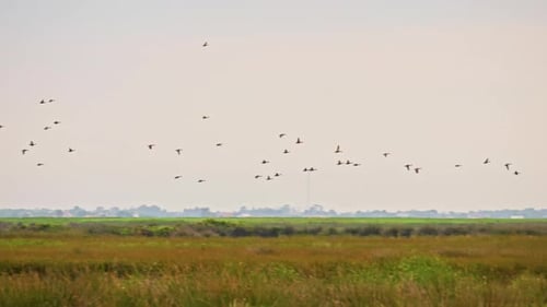 Flock of Birds Flying Over Grassy Rural Field