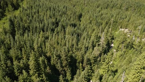 Aerial dolly in tilt up of verdant hillside covered in dense green pine woods revealing mountains in