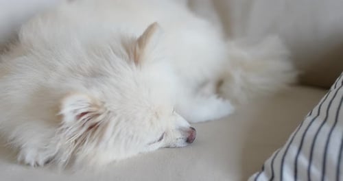 Fluffy White Dog Sleeping Peacefully on Couch