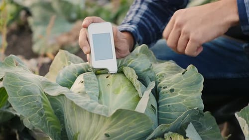 Farmer Tests Cabbage with Digital Device in Field