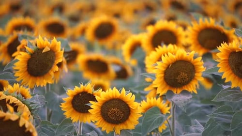 Sonnenblume schwankt im Wind