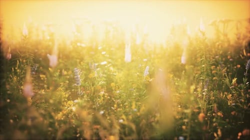 Wild Field Flowers at Summer Sunset