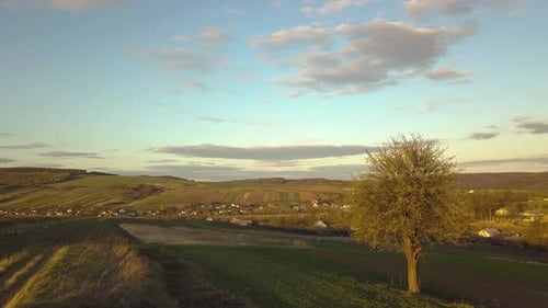 Big green tree growing alone in spring field in orange evening sunlight at sunset.