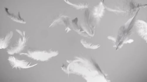 Weiße Federn, die im Wind fliegen und herunterfallen, sauberer Hintergrund