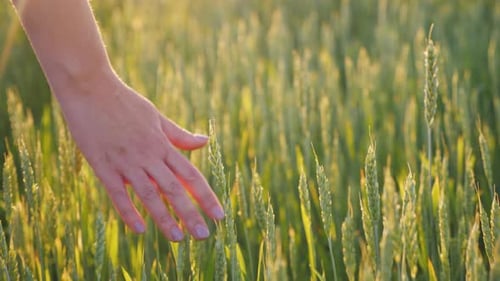 The Hand of an Young Woman Looks at the Spikelets of Green Wheat. Beautiful Glare of the Sun