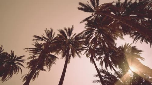 Tropical Palm Trees Swaying Against Golden Sunset Sky