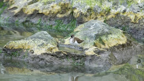 Common Sandpiper