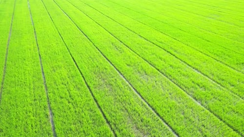 Der Schössling der grünen Reispflanze. Video von frischem Frühlingsreisfeld