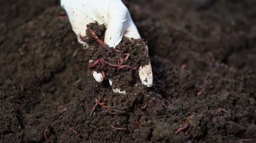 Red California Worm Breeding