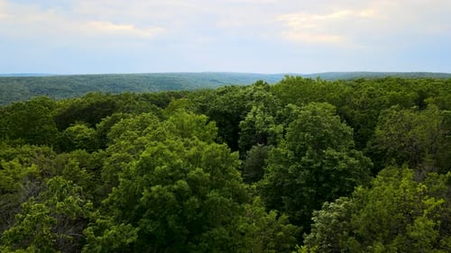 Aerial Top View Forest Tree Rainforest Ecosystem and Healthy Environment