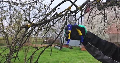 Spring Gardening Work at the Garden Pruning Fruit Trees