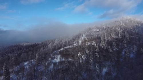 Snowed forest aerial view from drone