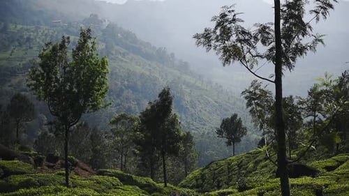 Vue panoramique sur le paysage des arbres et des plantations de thé, à Munnar, en Inde, par temps brumeux