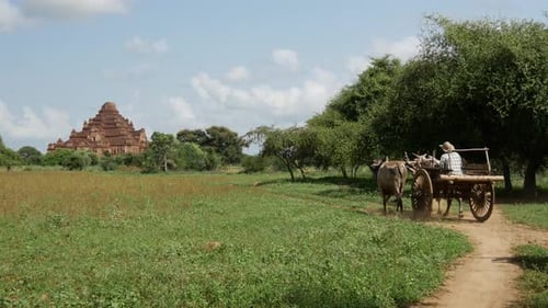 Farmers with cows and carriage driving towards Dhammayan Gyi Temple