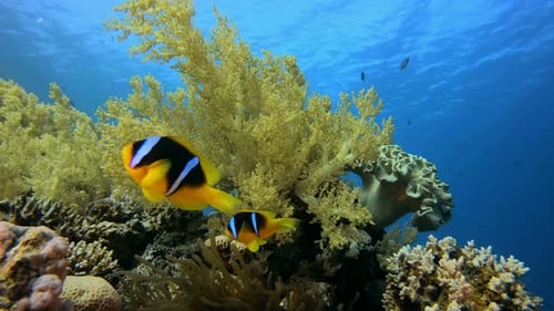 Clownfish Swimming Amidst Colorful Coral Reef Ecosystem
