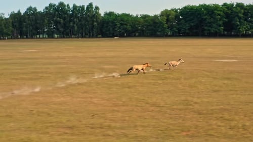 Deer Wild Animal Horse Nature Wildlife Green Roe Crowd Run