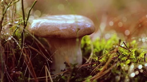 Mushroom Boletus In a Sunny Forest in the Rain