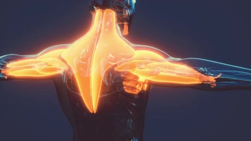 Glowing Human Anatomy Muscular System 3D Medical Animation