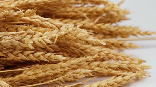 Golden wheat lies on a white table. Rye stalks on a white background.