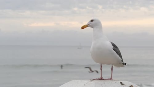White Seagull California Pacific Ocean Beach